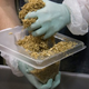 grow mushroom material